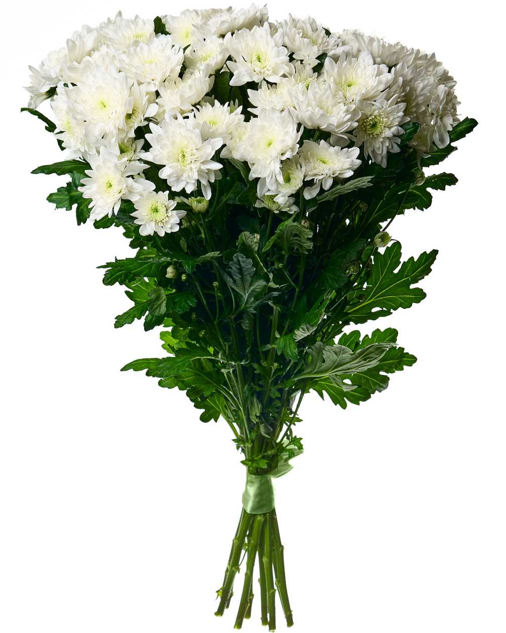 White chrysanthemums