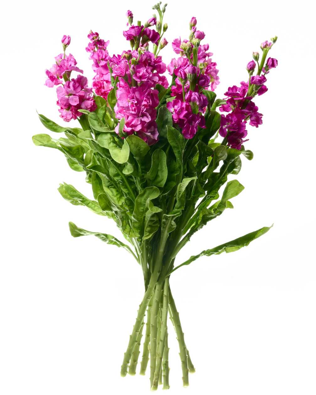 Pink matthiola