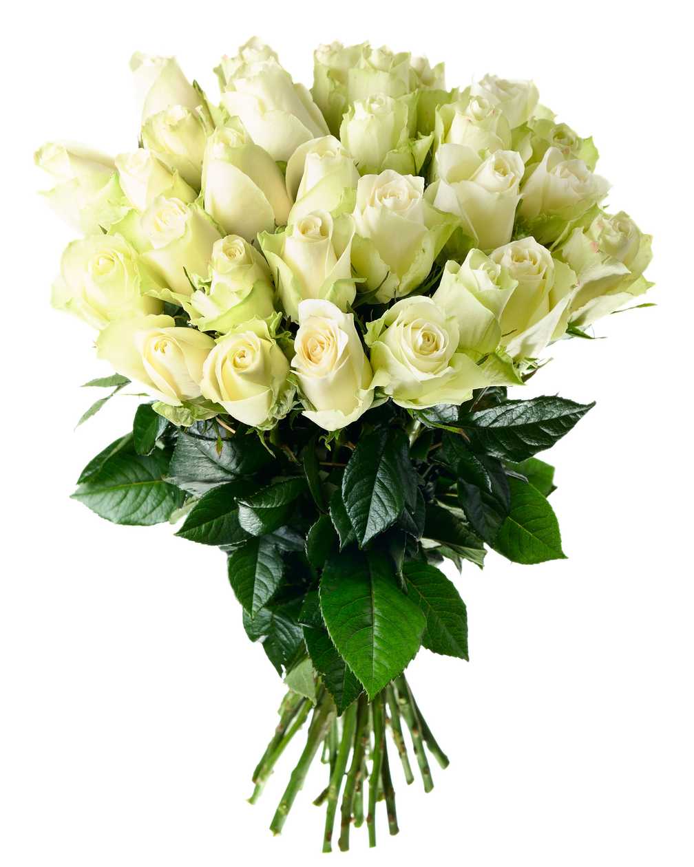 White roses 35 - 40 cm