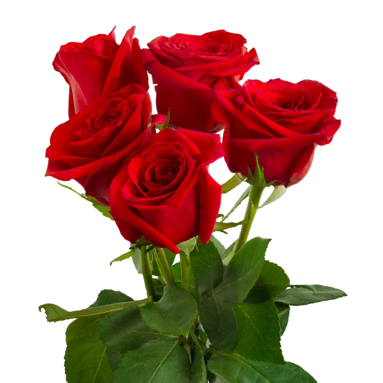 Róże Czerwone 5szt