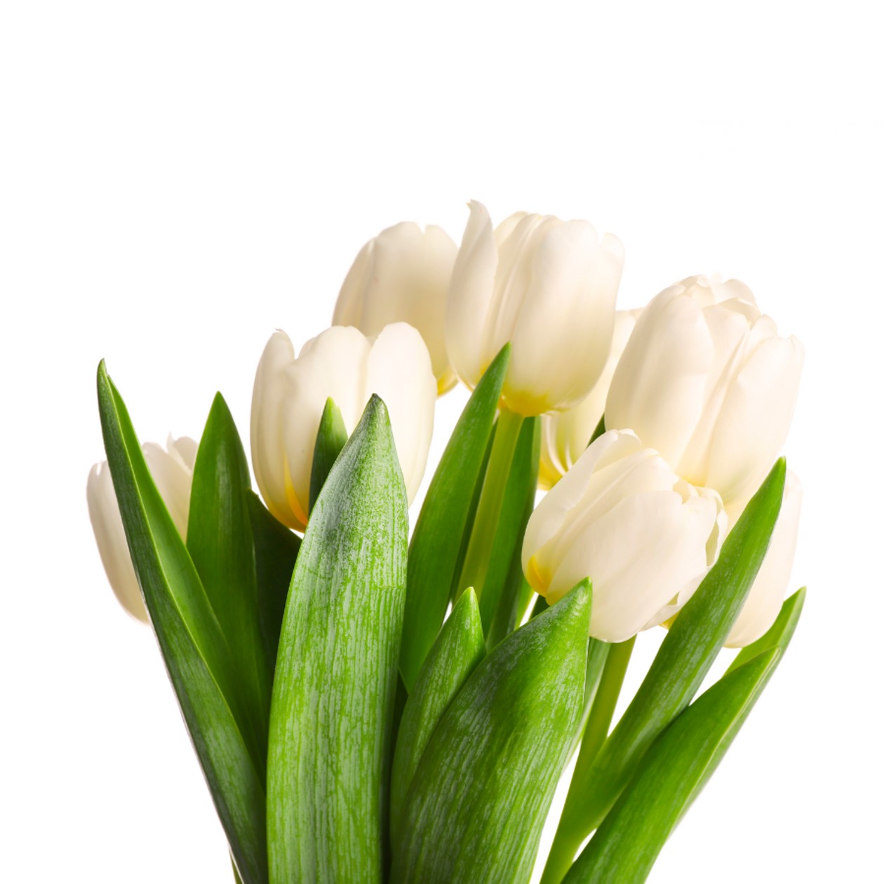 Tulipany Białe 7szt