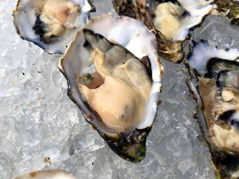 Oysters
