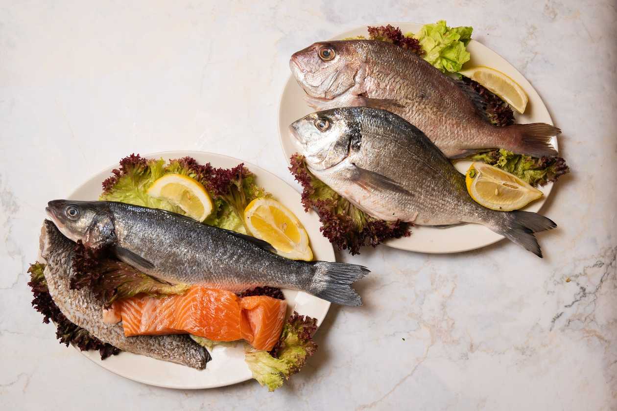 Sea Bass Spnot