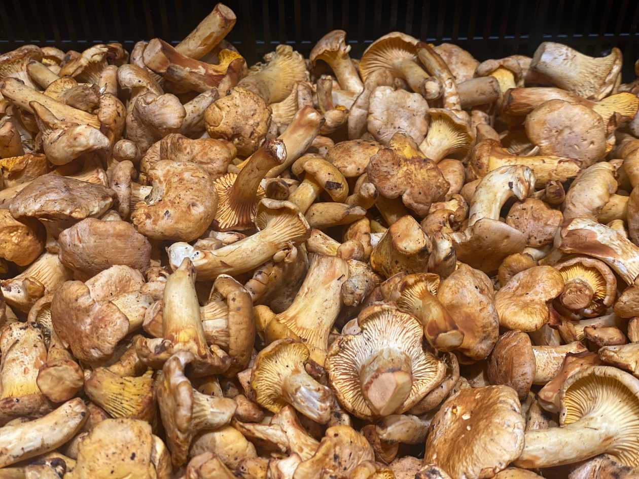 Chanterelles, 100 grams, Latvia