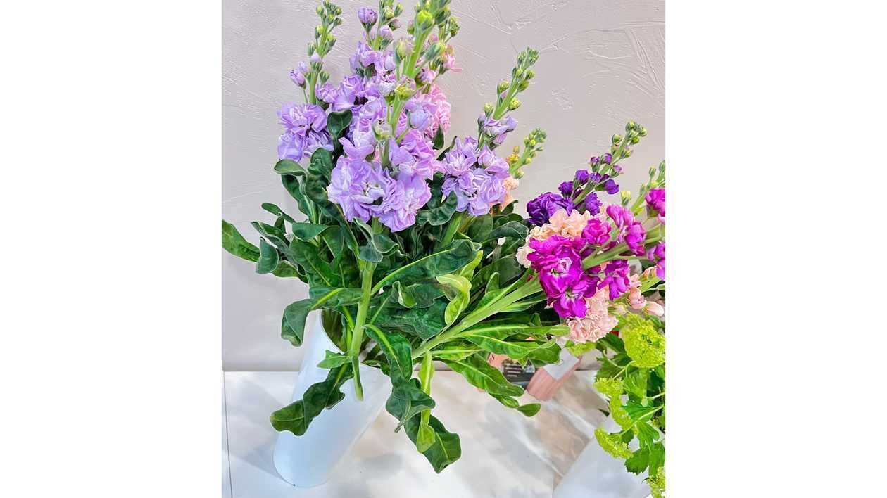 Matthiola