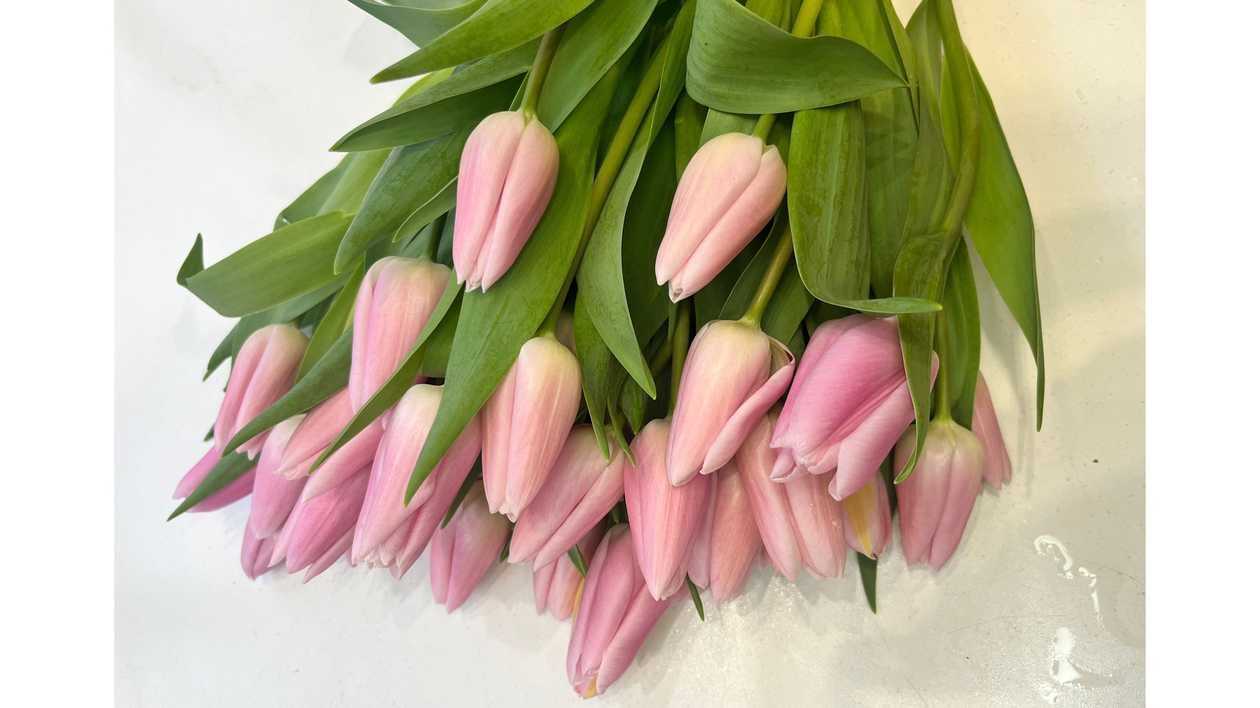 Pink Tulip
