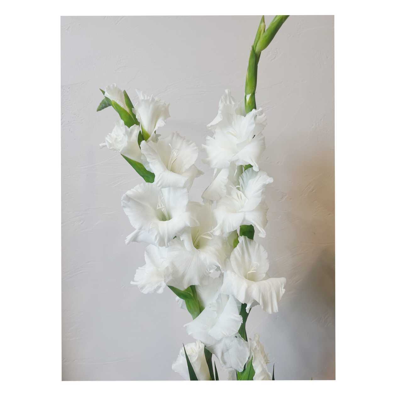 Long Gladiolus (mix)