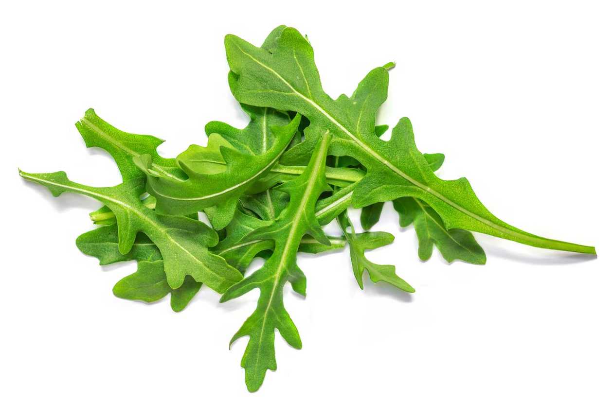 Arugula