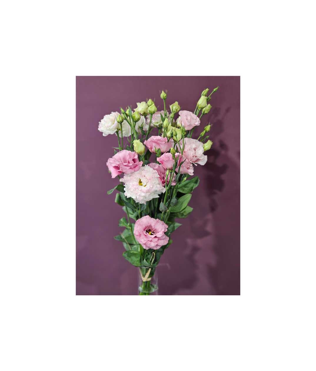 Large Pink Eustoma