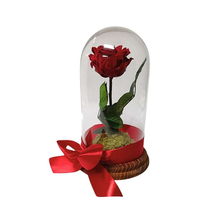 Preserved Red Rose (M)