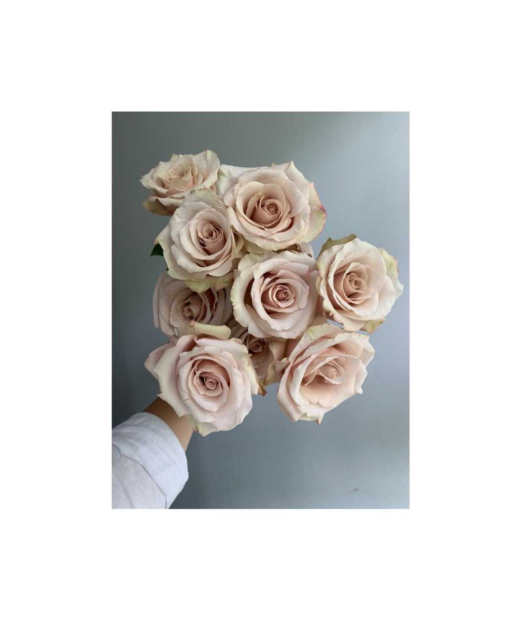 Rose "Quicksand"