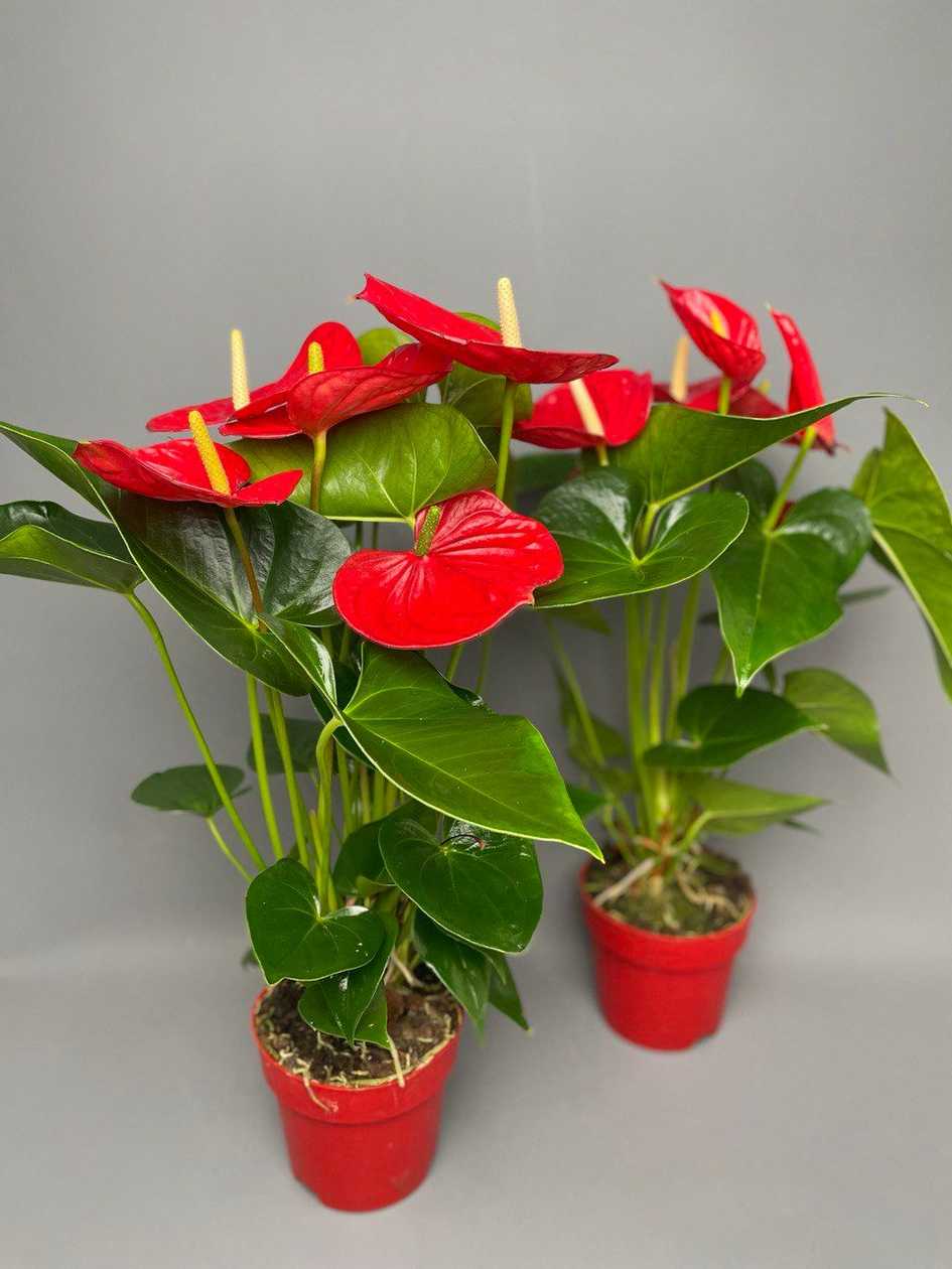 Anthurium in a pot