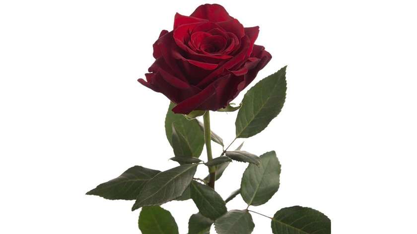 Rose explorer