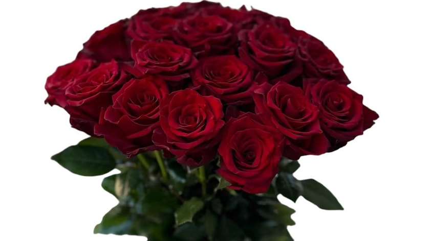 Copy of Czerwone Róże Ekwadorskie, 25 Szt., Średnia Wysokość