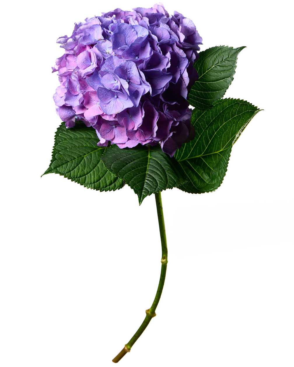 Hydrangea blue