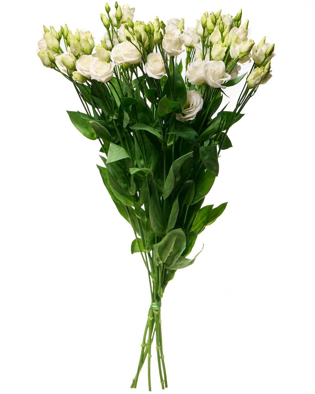 Lisianthus white