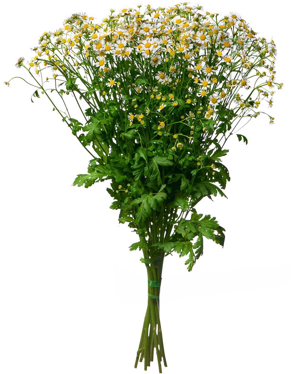 Daises