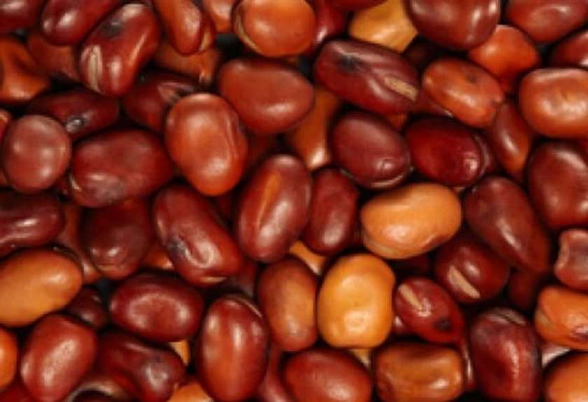 Raw Broad Beans for Bigilla, 400g