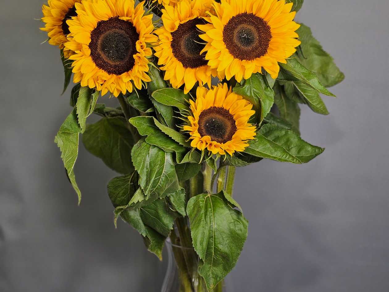 Sunflower Ring