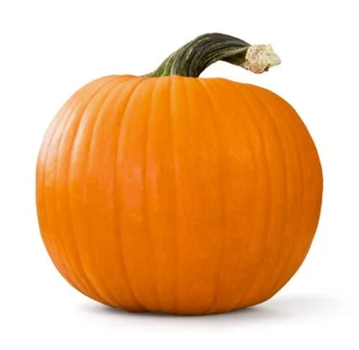 Kõrvits, ∼1,5kg (aegub peagi)
