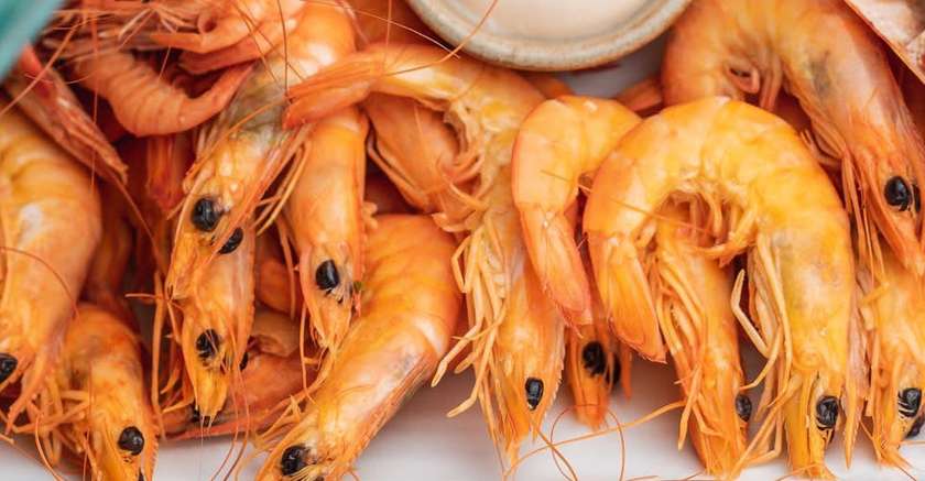 Shrimp