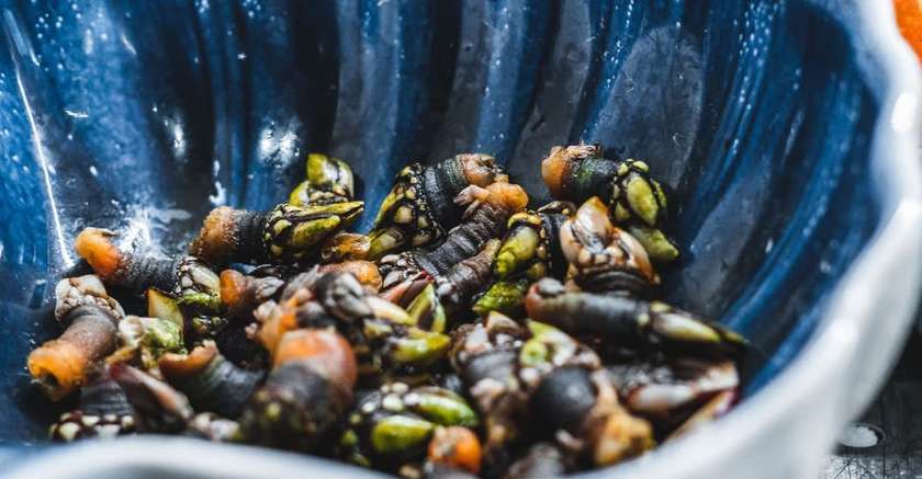 Goose Barnacles