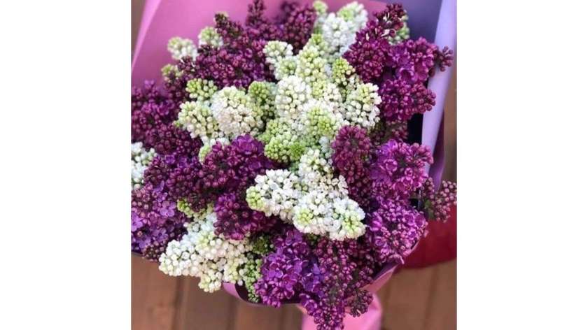 Colored Lilacs