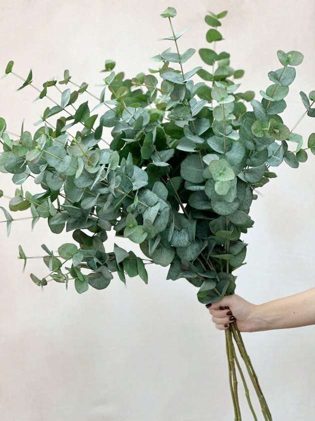 Eucalyptus Bouquet