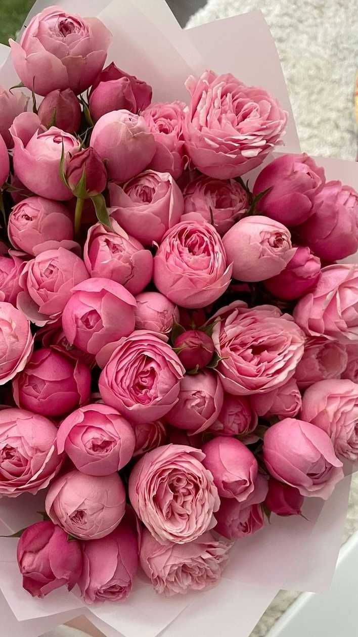 Vibrant Pink Pioneer Rose