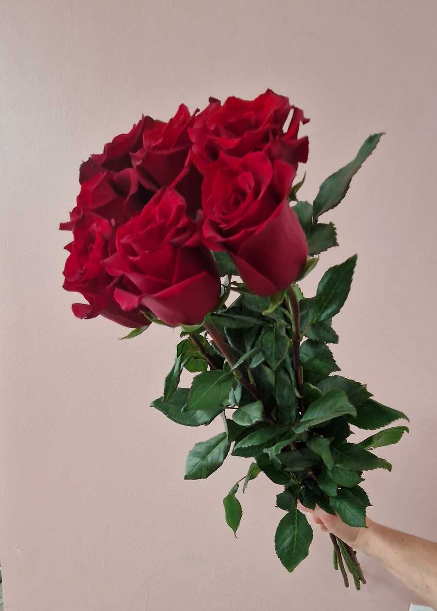 Red  rose 70 cm, 7pcs