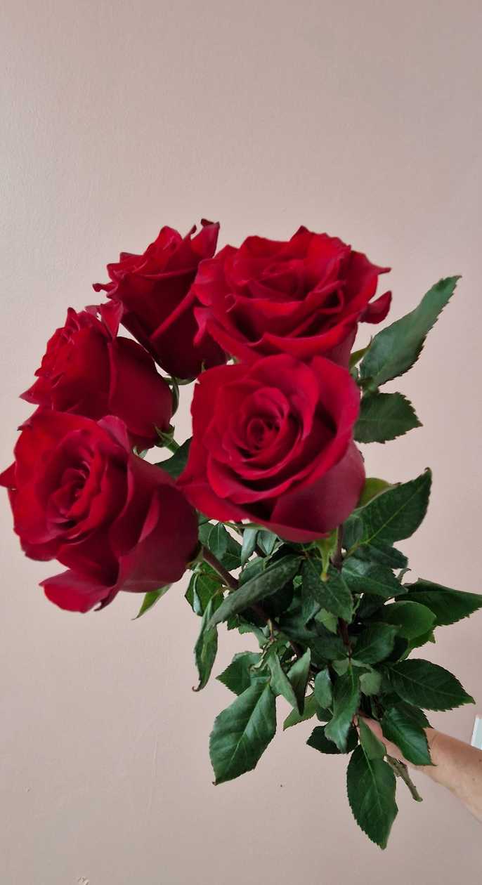 Red Ecuadorian rose 70 cm, 5pcs