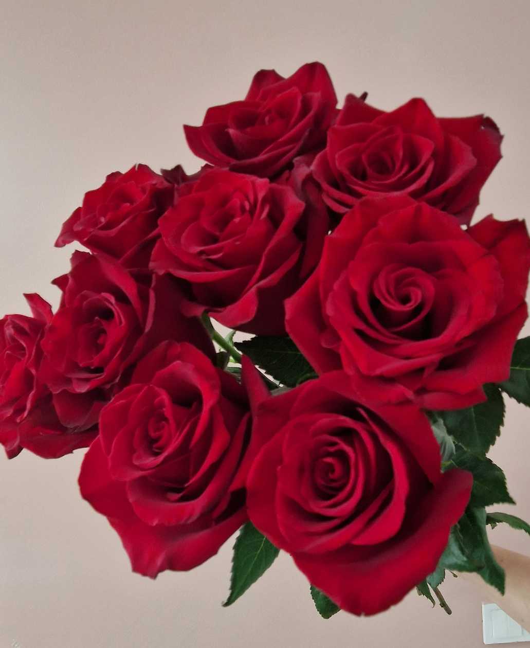 Red  rose 70 cm, 9pcs
