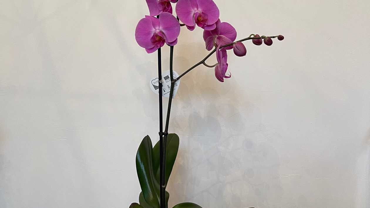 Phalaenopsis Με 1 Στέλεχος Με Γλάστρα