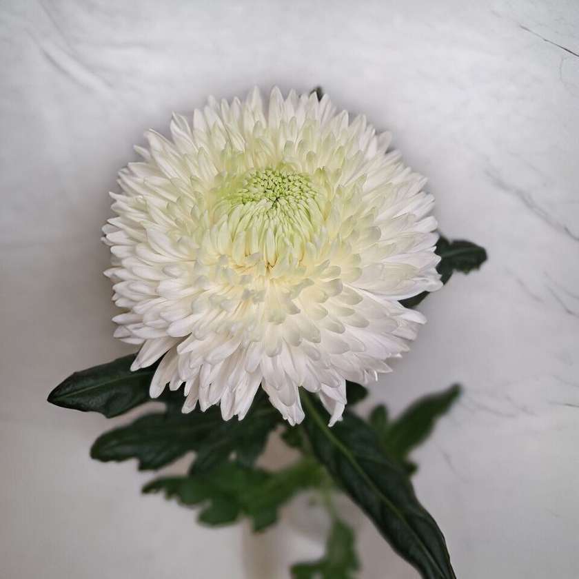 Chrysanthemum