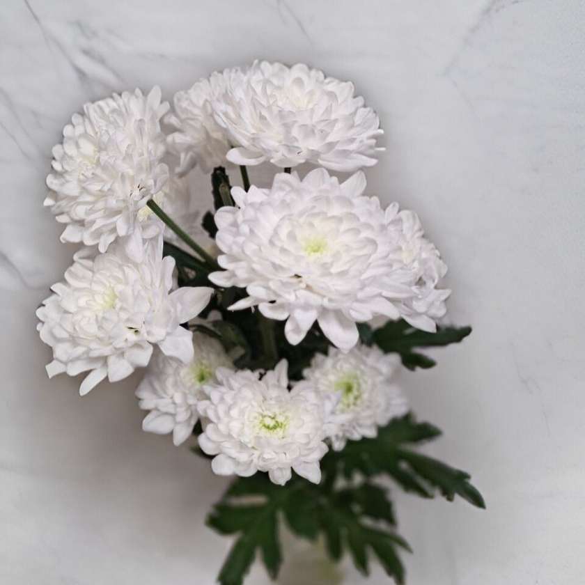 Chrysanthemum