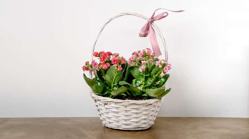 Καλάθι Μείγμα Φυτό Kalanchoe