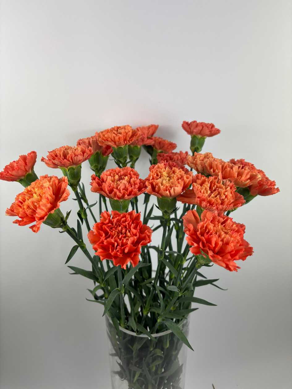 Single-head Orange Carnations