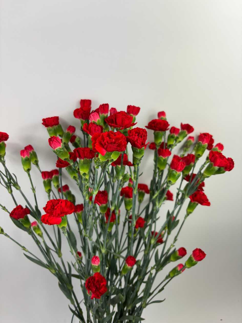 Red Bush Carnations