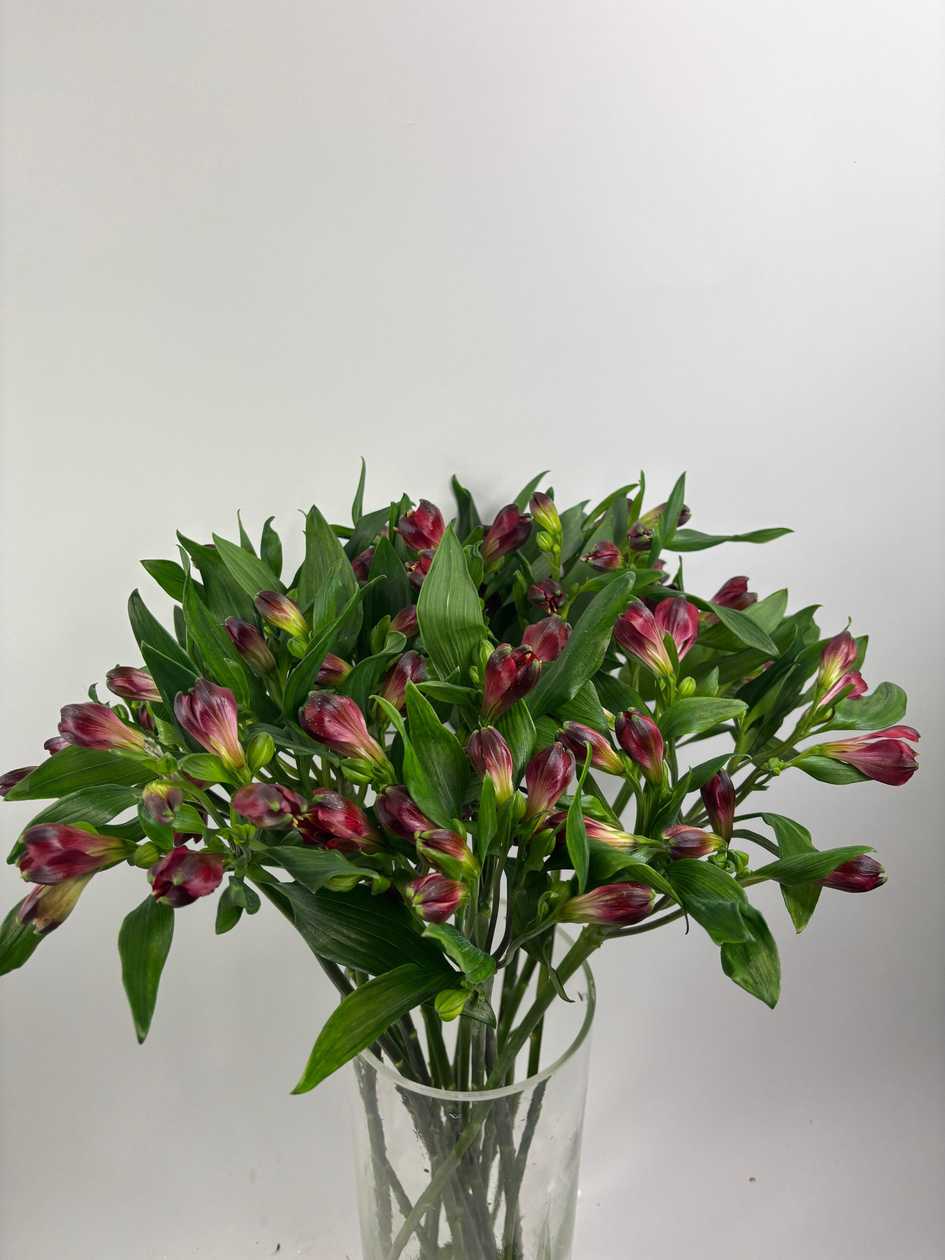 Red Alstroemeria