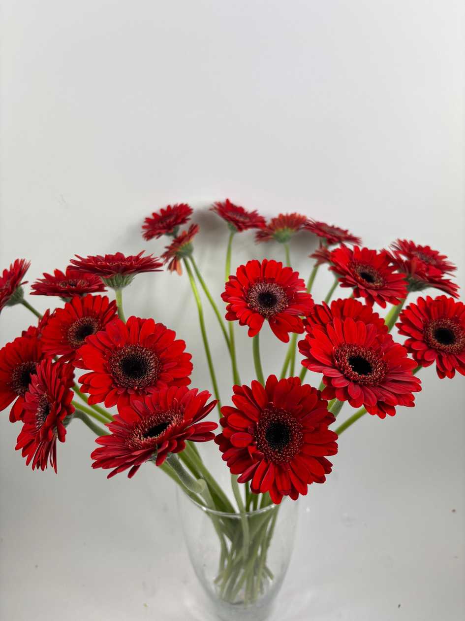 Small Red Gerberas