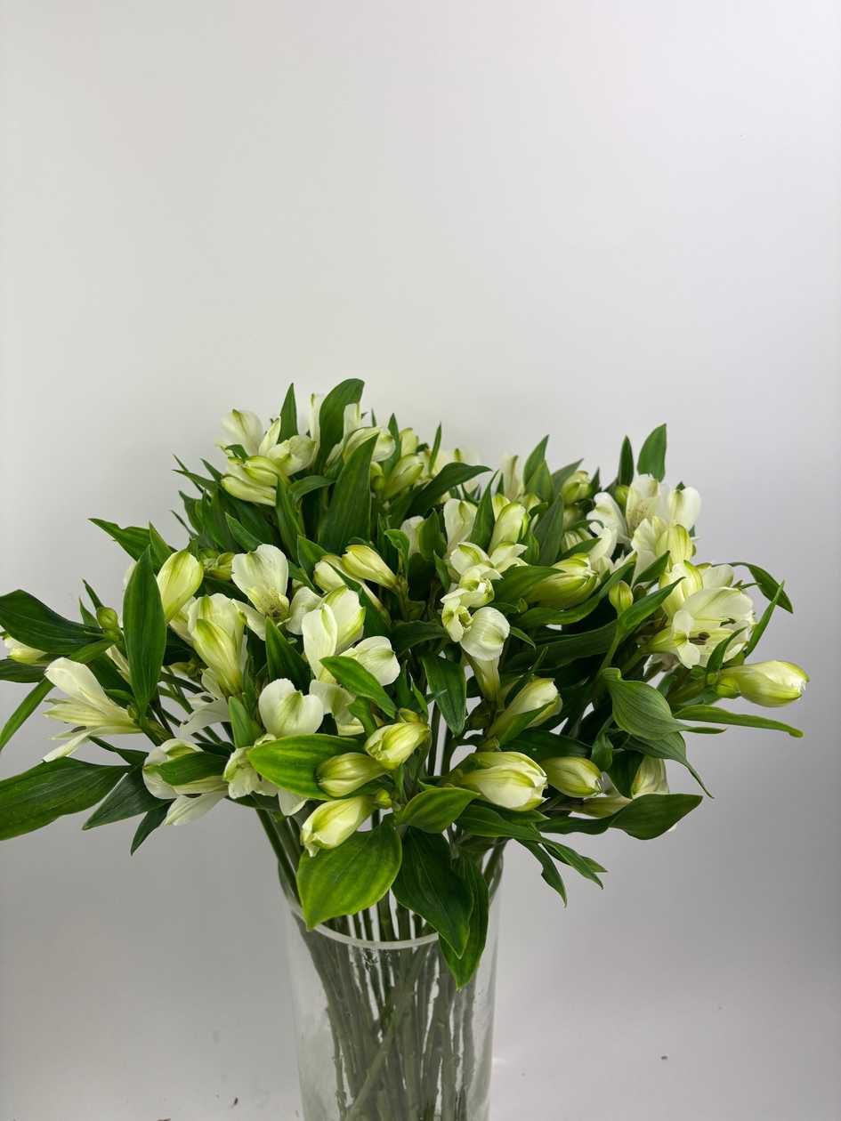 White Alstroemeria