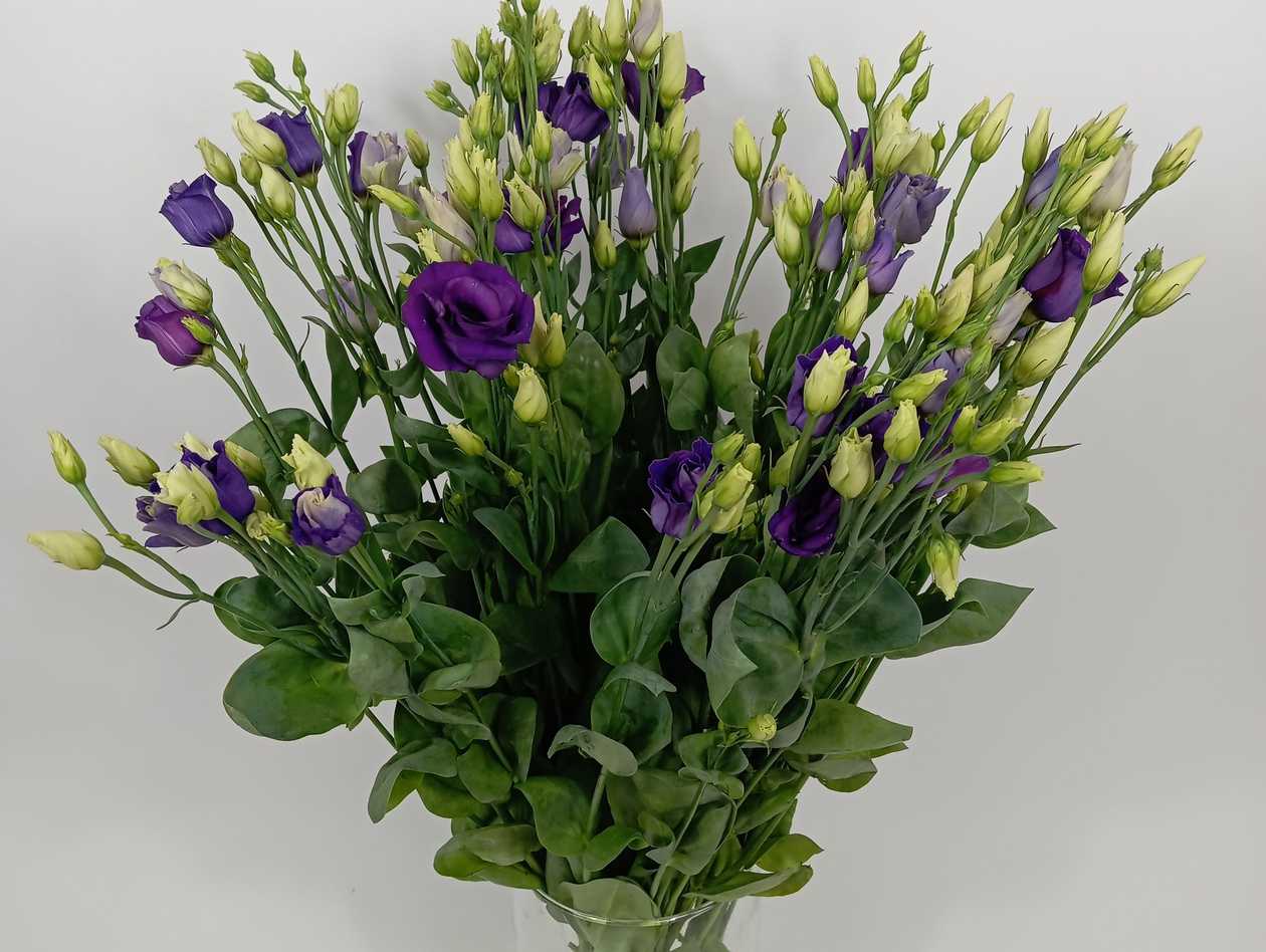 Dark Violet Lisianthus