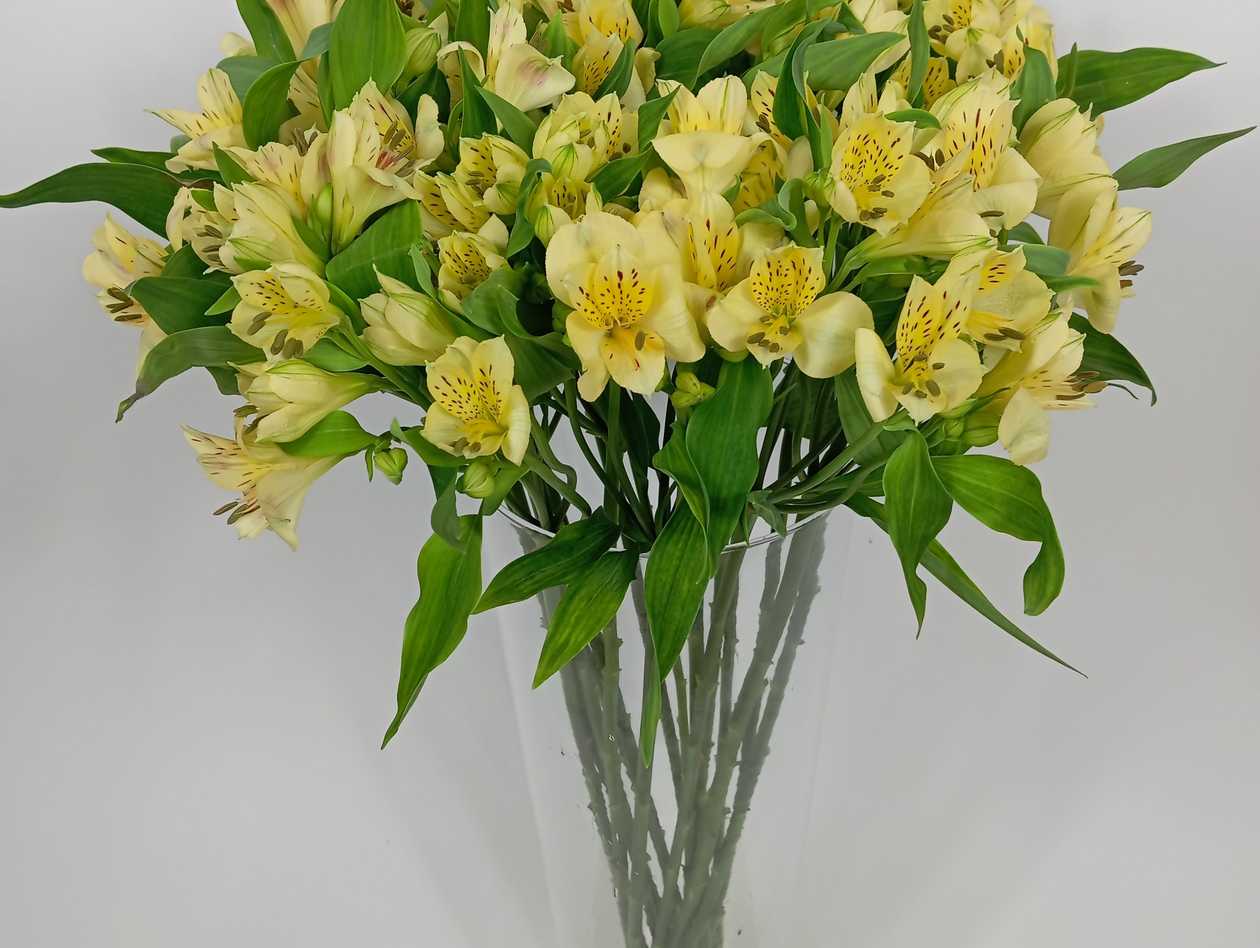 Yellow Alstroemerias