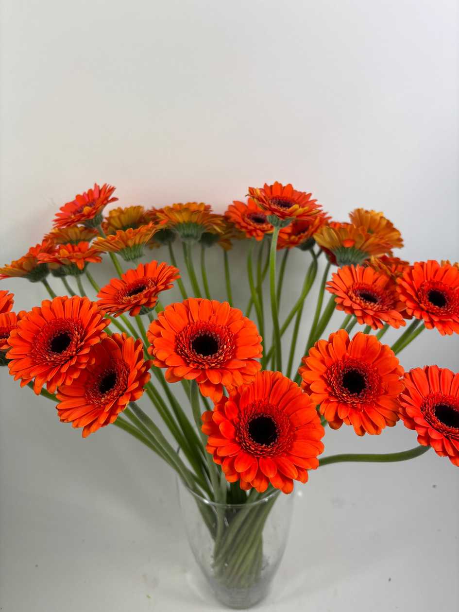 Small Orange Gerberas