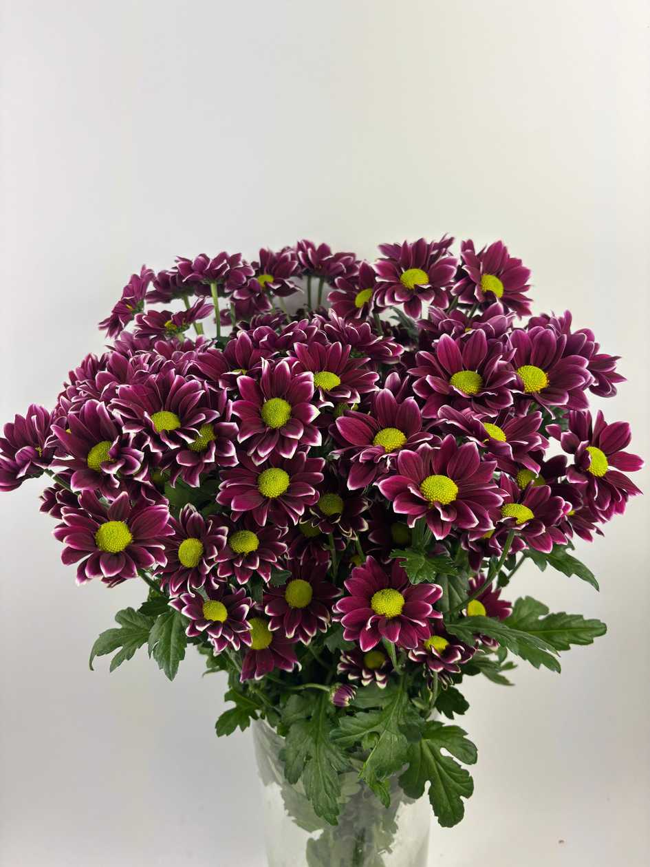 Dark Violet Chrysanthemums