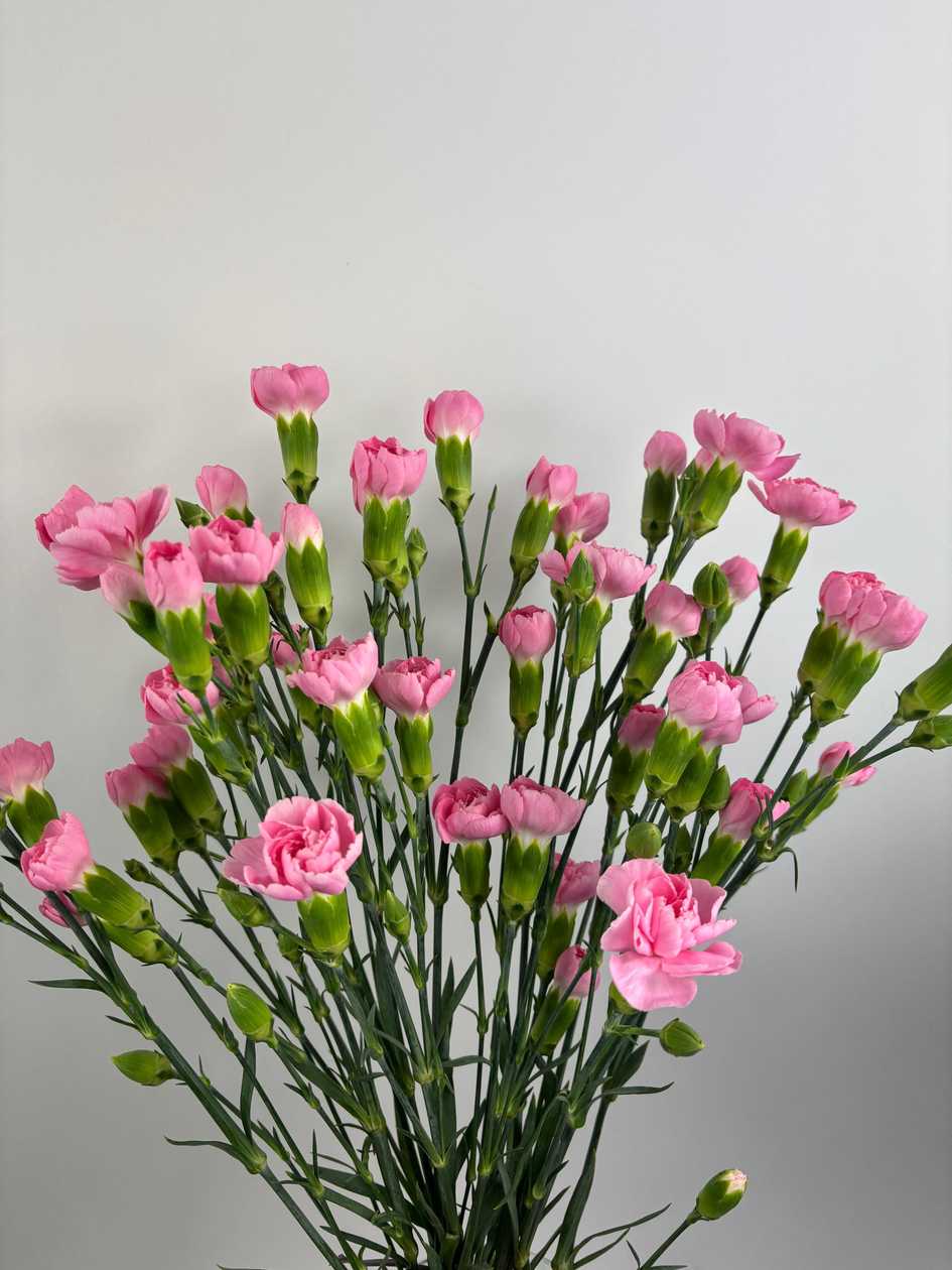 Light Pink Bush Carnations