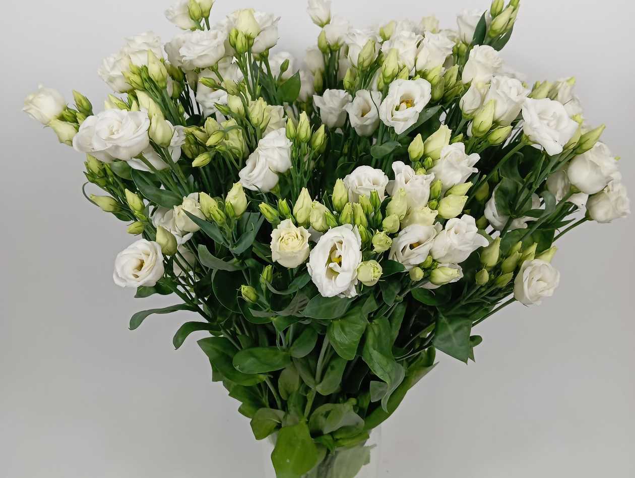White Lisianthus
