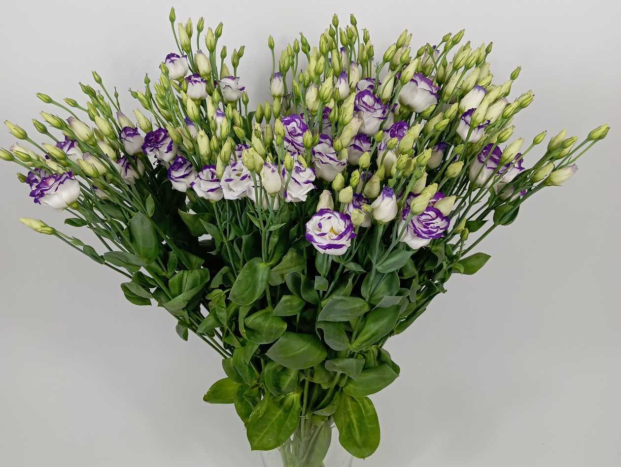 White Violet Lisianthus