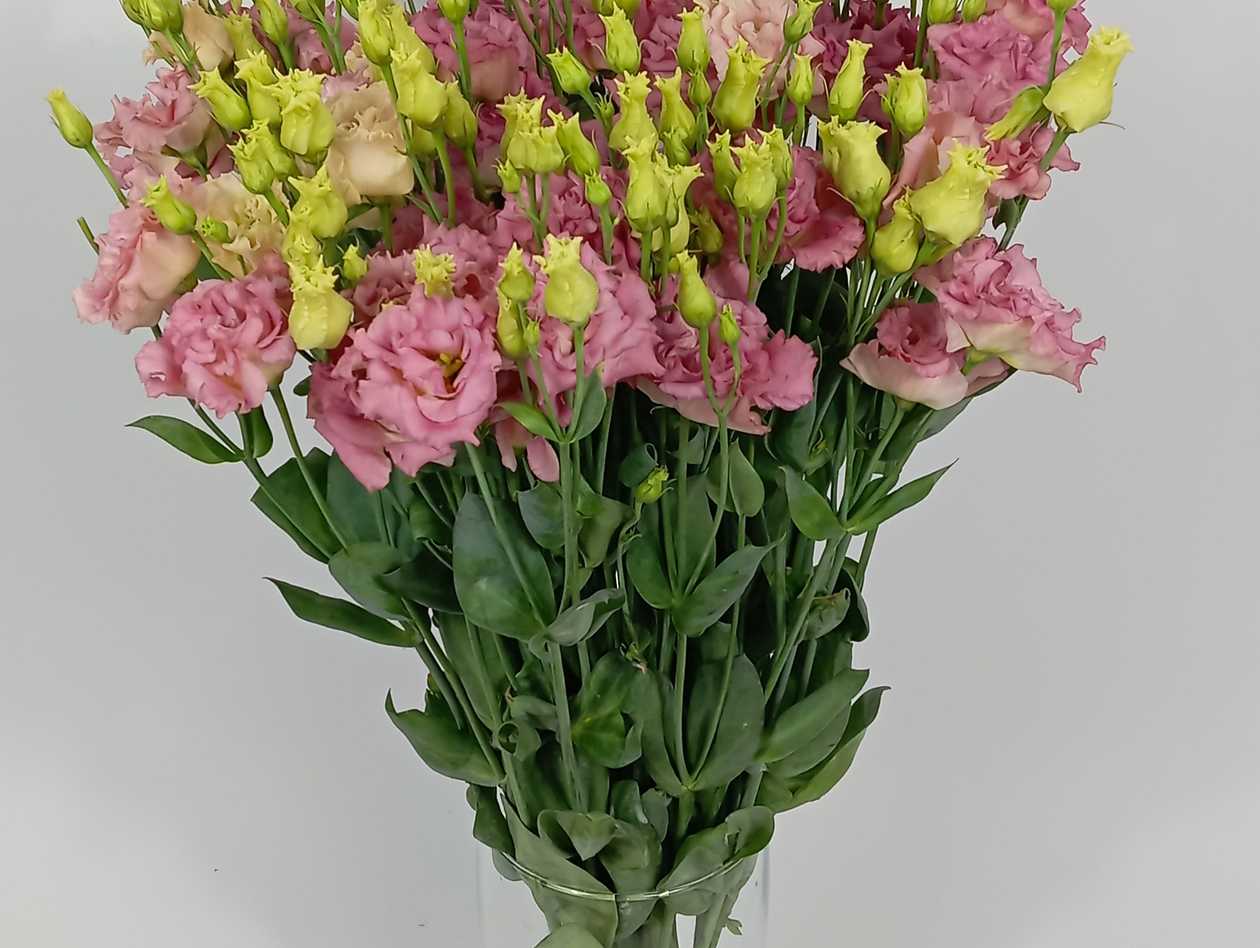 Curly Pink Lisianthus