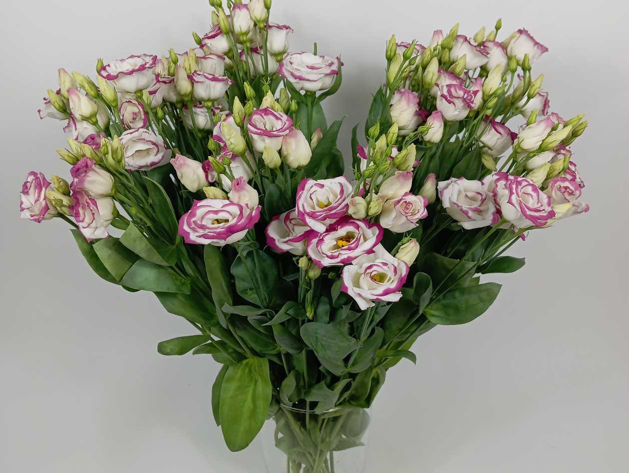 White Pink Lisianthus